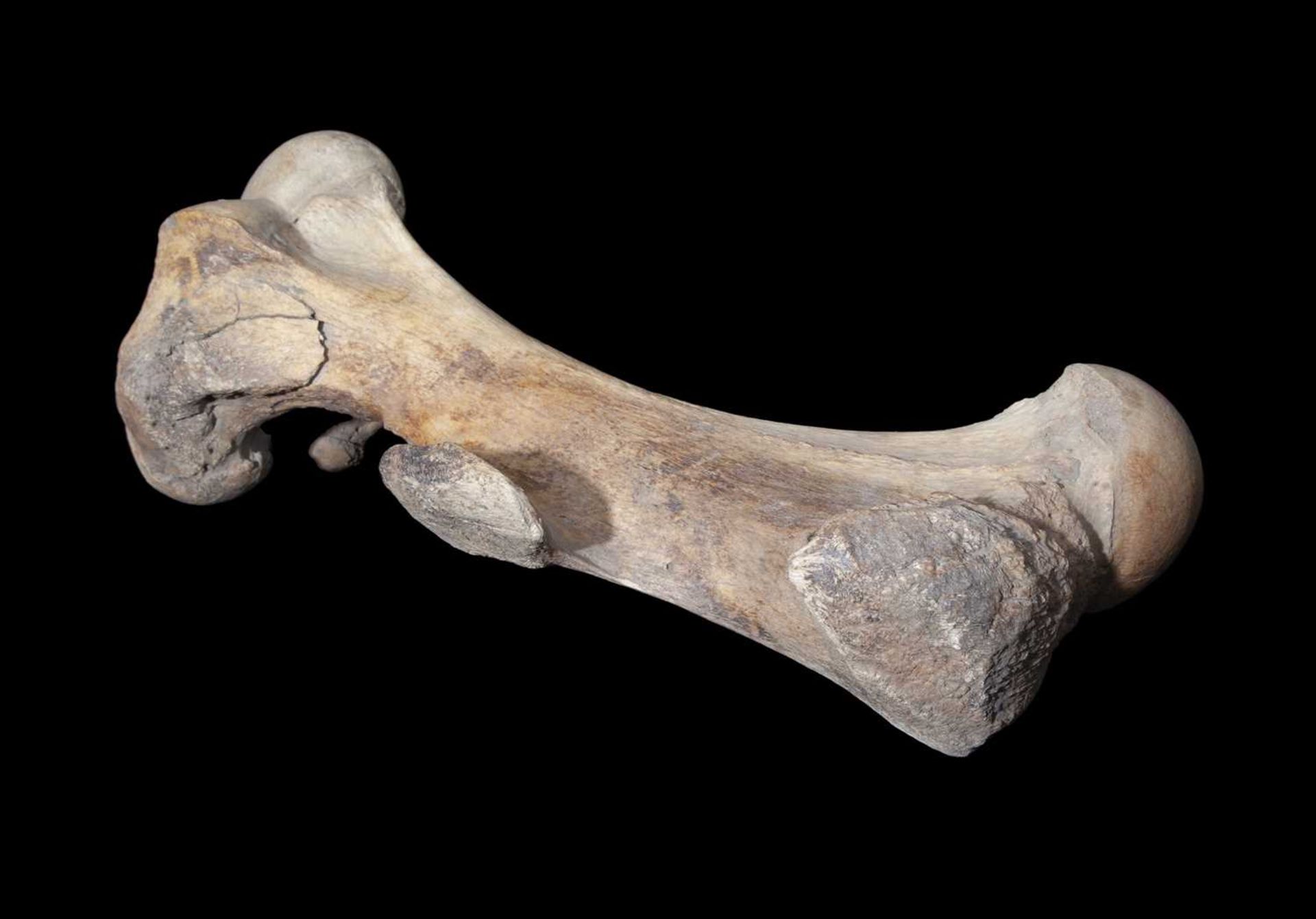 A RARE FOSSILISED EXTINCT WOOLLY RHINOCEROS FEMUR BONE (COELODONTA ANTIQUITATIS) - Image 2 of 2