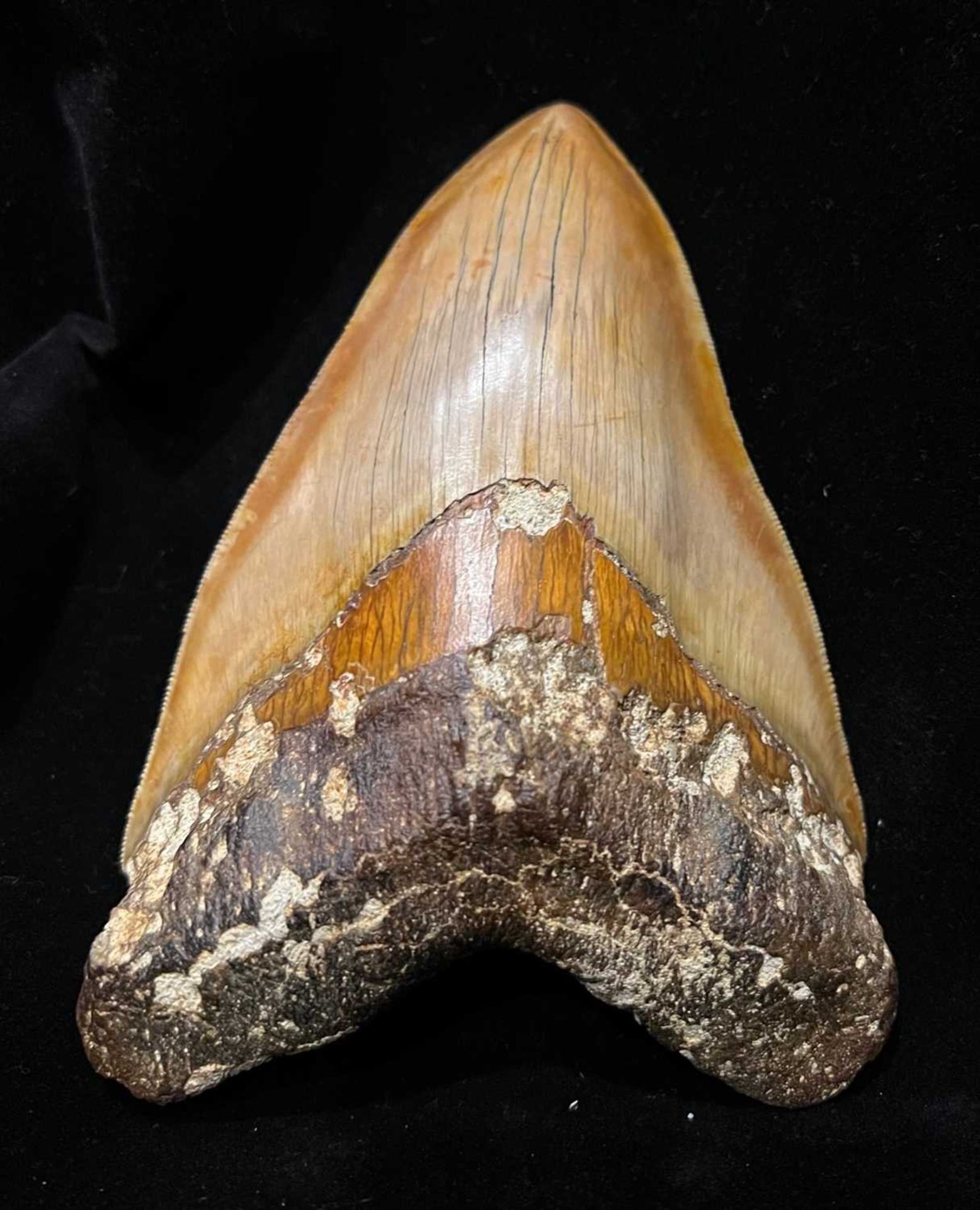 A LARGE FOSSILISED, EXTINCT MEGALODON SHARK TOOTH