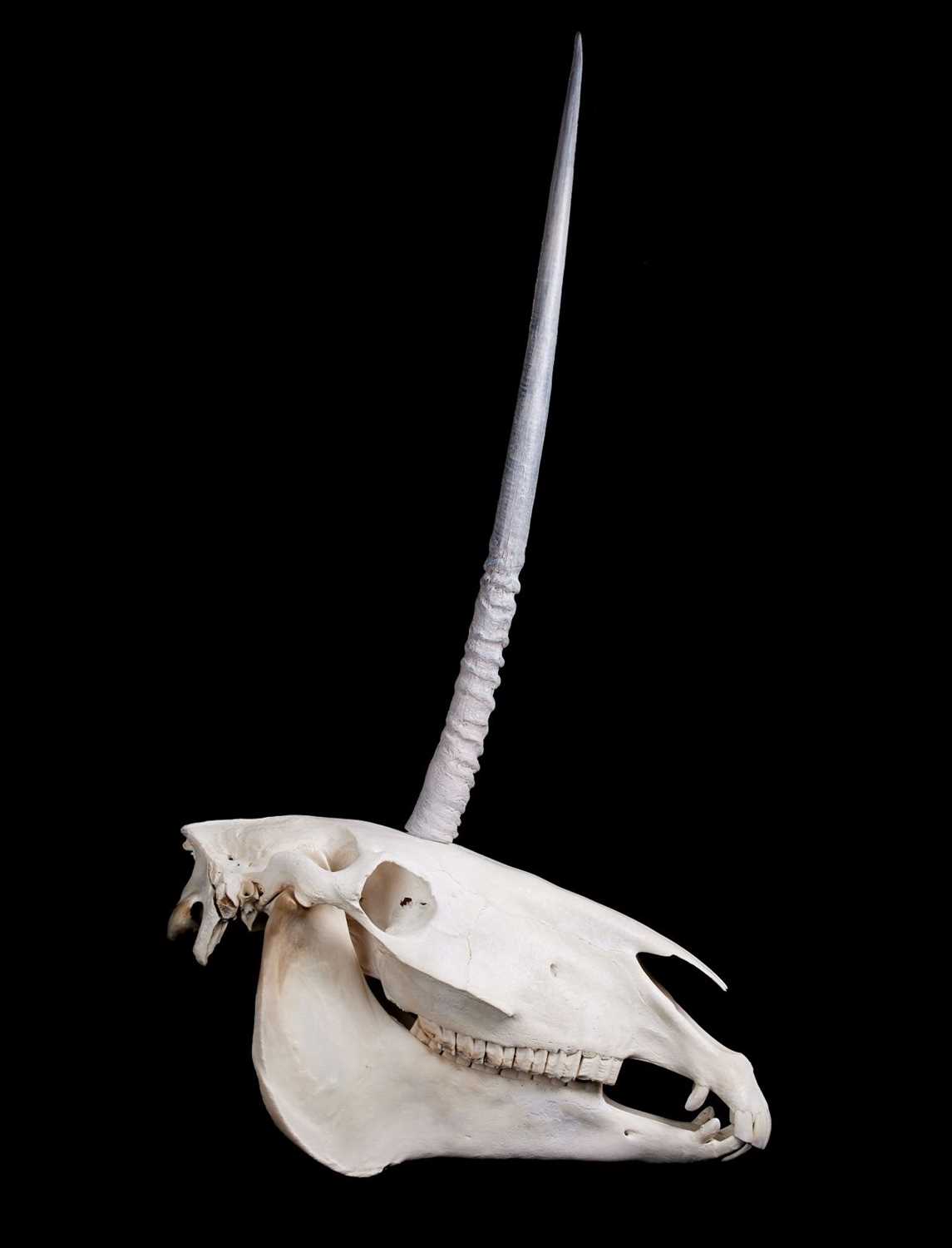 A UNICORN SKULL (EQUUS CABALLUS)