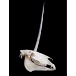 A UNICORN SKULL (EQUUS CABALLUS)