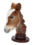 A TAXIDERMY SHETLAND PONY FOAL HEAD