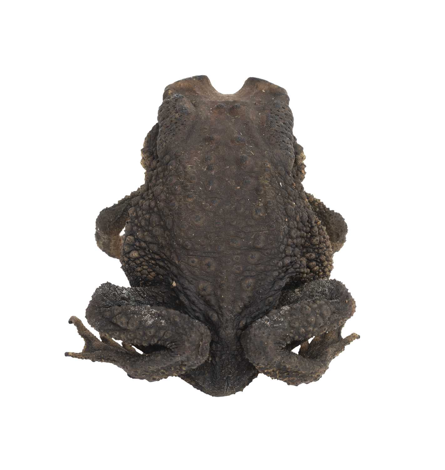 A TAXIDERMY ASIAN BLACK SPINED TOAD - Image 3 of 3
