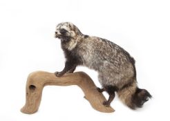 A TAXIDERMY STUDY OF A RACOON DOG (NYCTEREUTES PROCYONOIDES)