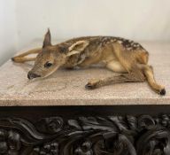 A TAXIDERMY STUDY OF A ROE DEER FAWN (CAPREOLUS CAPREOLUS)