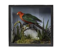 A TAXIDERMY AUSTRALIAN KING PARROT (ALISTERUS SCAPULARIS)