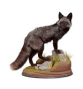 A RARE TAXIDERMY BLACK FOX (VULPES VULPES)