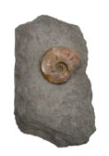 A PEARLY RED CLEONICERAS AMMONITE ON MATRIX