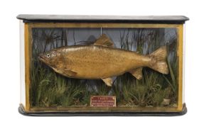 A 19TH CENTURY TAXIDERMY CASED TROUT