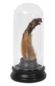 A TAXIDERMY LUCKY MONKEY PAW IN GLASS DOME, MID-20TH CENTURY.