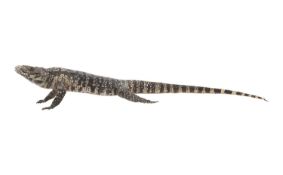 A TAXIDERMY STUDY OF AN ARGENTINE BLACK AND WHITE TEGU