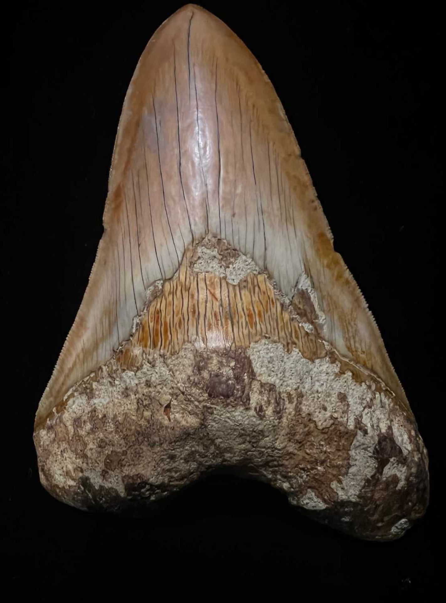 A LARGE MEGALODON SHARK TOOTH, 14.5CM LONG