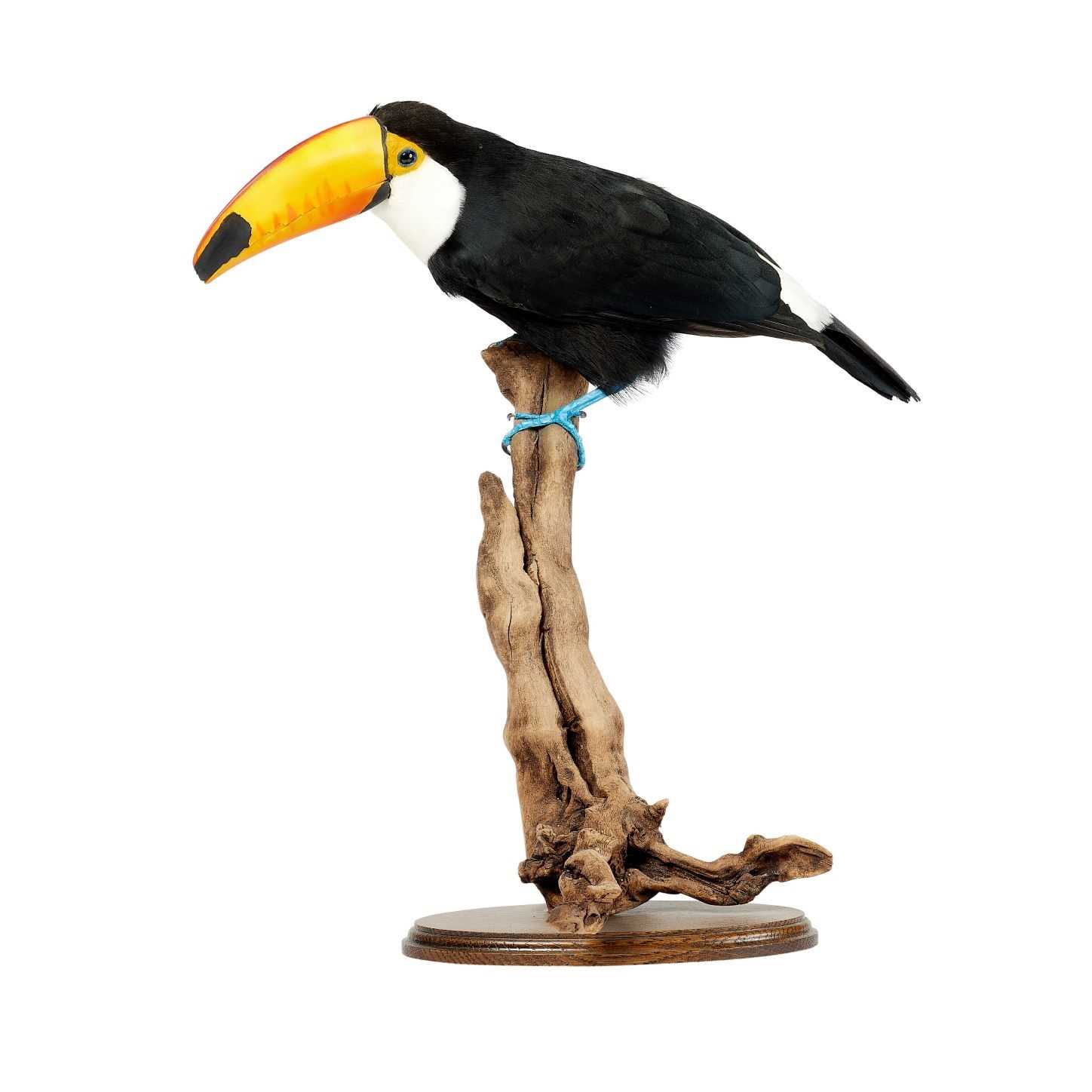 A TAXIDERMY TOCO TOUCAN