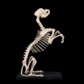 A CAVALIER KING CHARLES SPANIEL SKELETON (CANIS LUPUS FAMILIARIS)