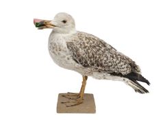 A TAXIDERMY SEA GULL