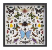 100 EXOTIC INSECTS MOUNTED IN AN IMPRESSIVE DISPLAY