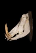 A WARTHOG SKULL (PHACOCHOERUS AFRICANUS)