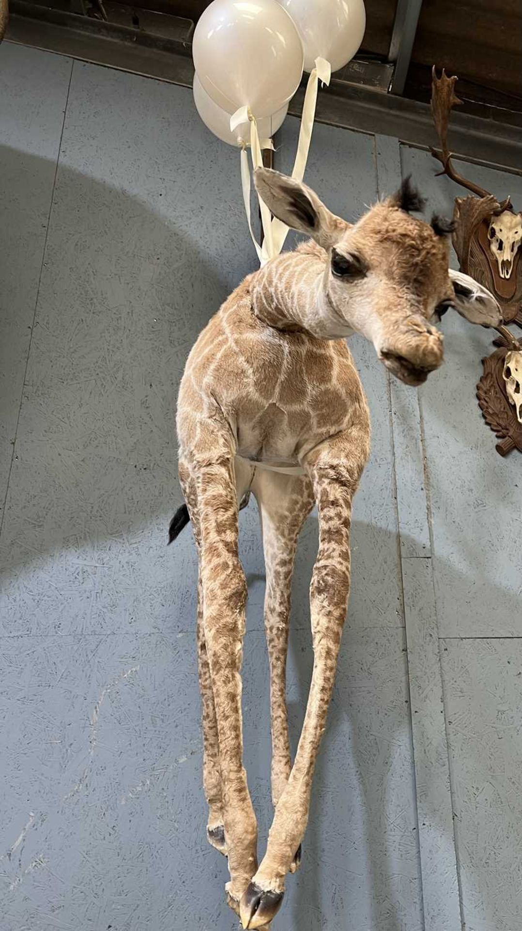 A FLOATING BABY GIRAFFE BY SIMON 'THE STUFFA' WILSON - Bild 3 aus 5