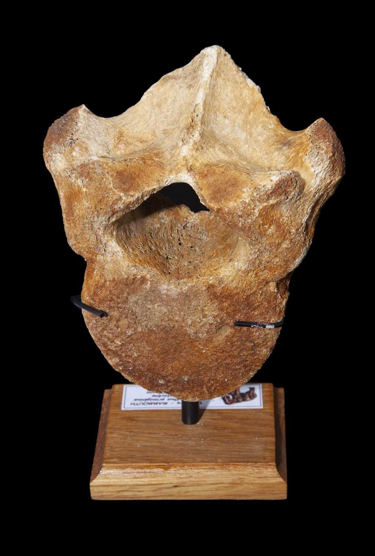 A FOSSILISED EXTINCT WOOLLY MAMMOTH VERTEBRE BONE, 100,000 YEARS OLD - Image 2 of 2