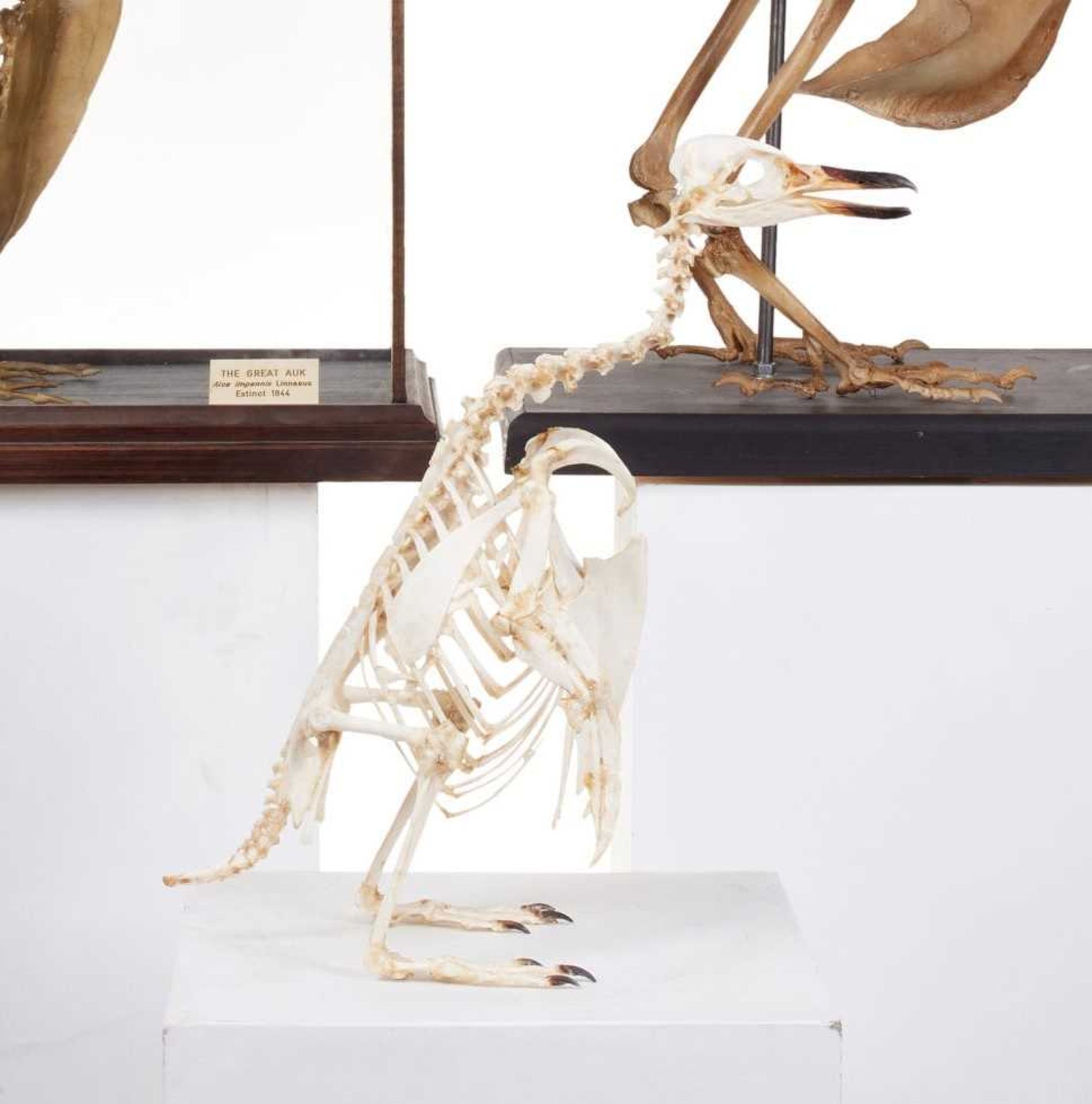 A TAXIDERMY / OSTEOLOGY PENGUIN SKELETON. - Image 3 of 8