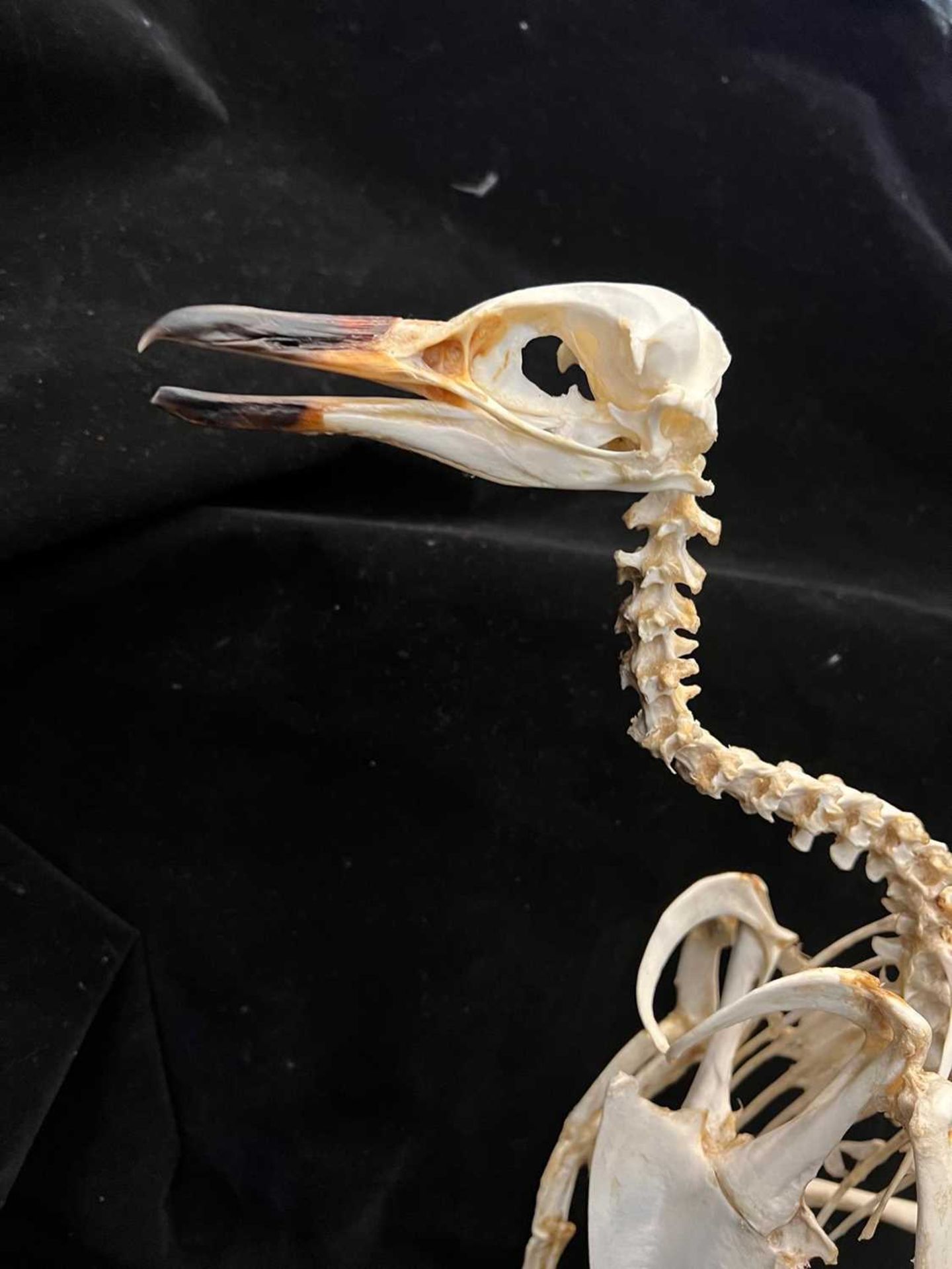 A TAXIDERMY / OSTEOLOGY PENGUIN SKELETON. - Image 4 of 8