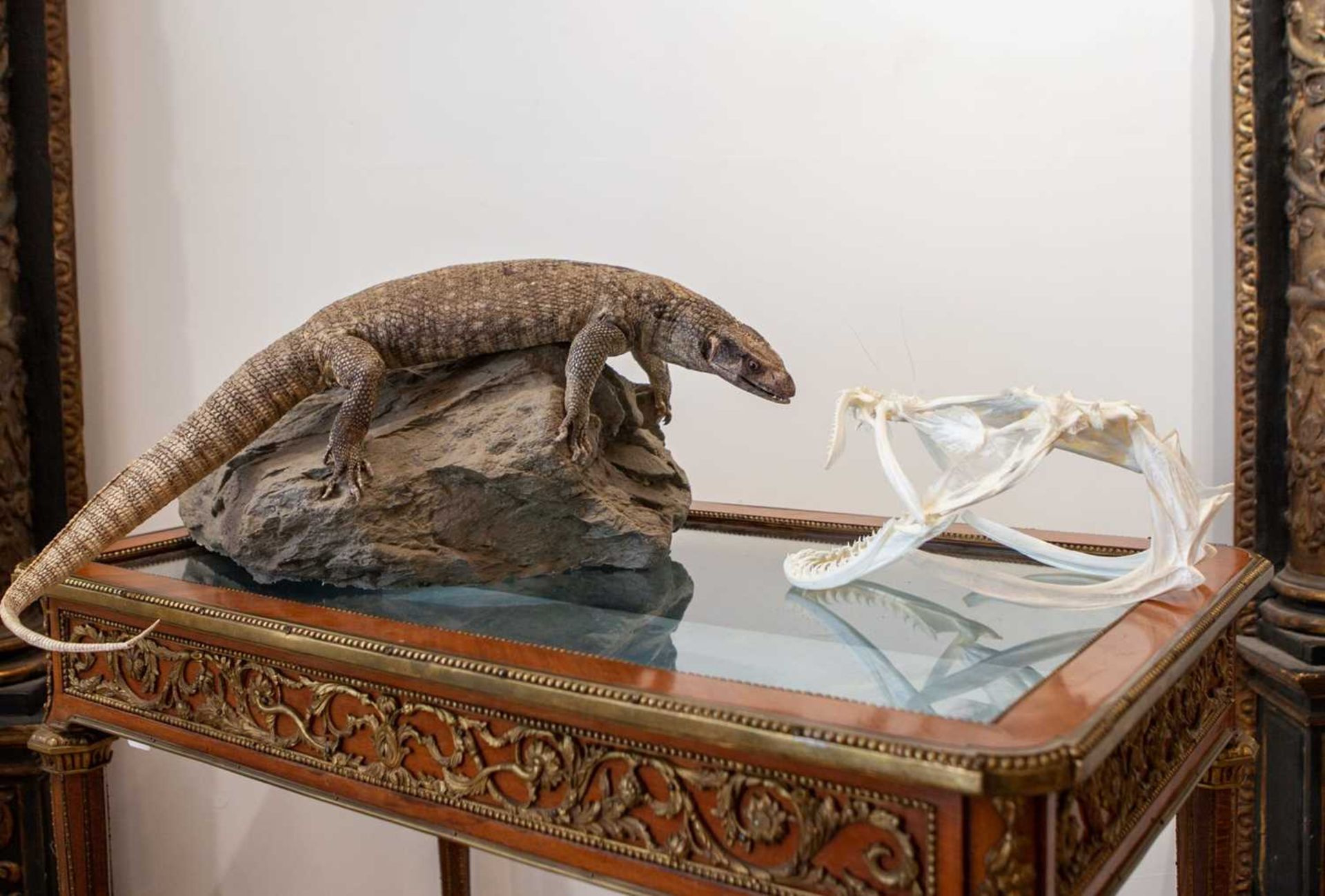 A TAXIDERMY STUDY OF A SAVANNAH MONITOR (VARANUS EXANTHEMATICUS)