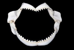 TAXIDERMY / OSTEOLOGY: BULL SHARK JAWS