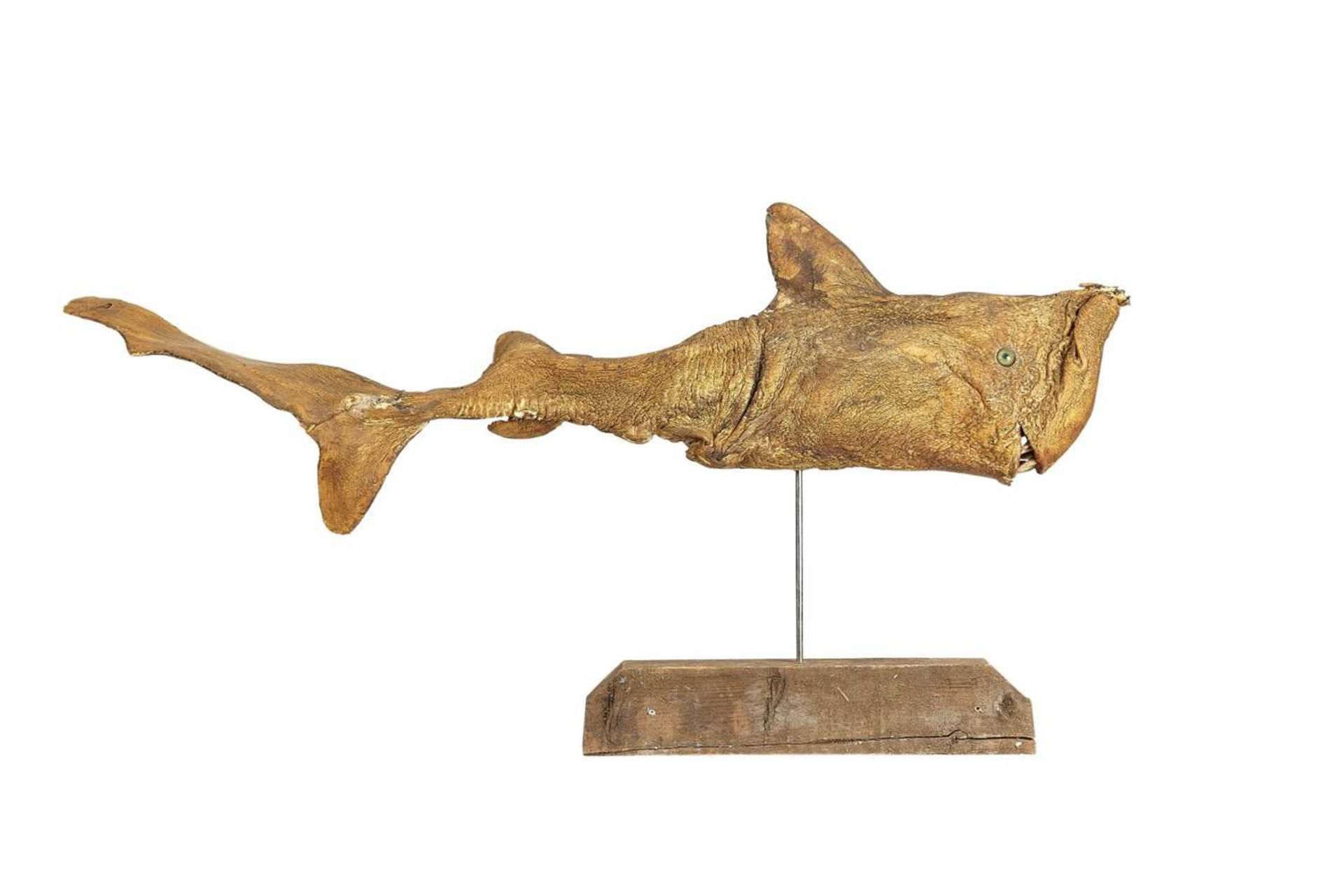 A LIFE-SIZE PAINTED MODEL OF A DEFORMED SHARK