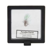 A FEATHER FROM THE EXTINCT PARADISE PARROT