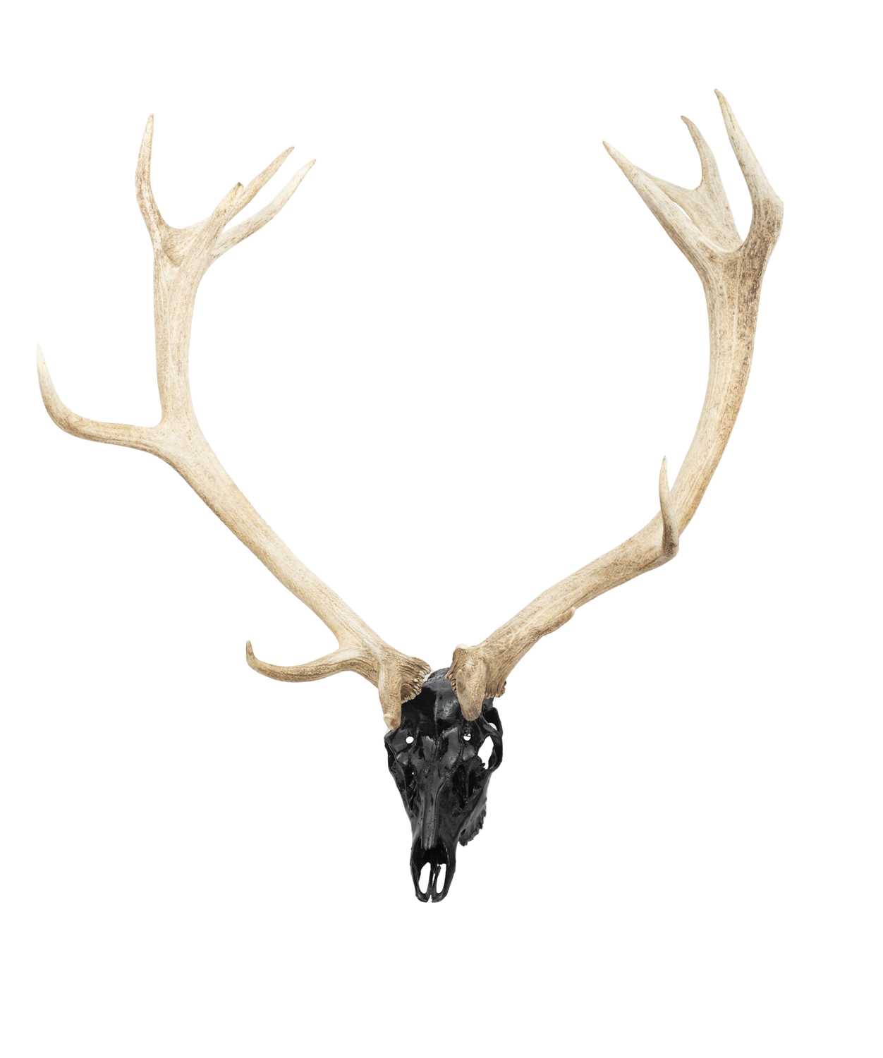 A SET OF RED DEER ANTLERS ON A BLACK SKULL