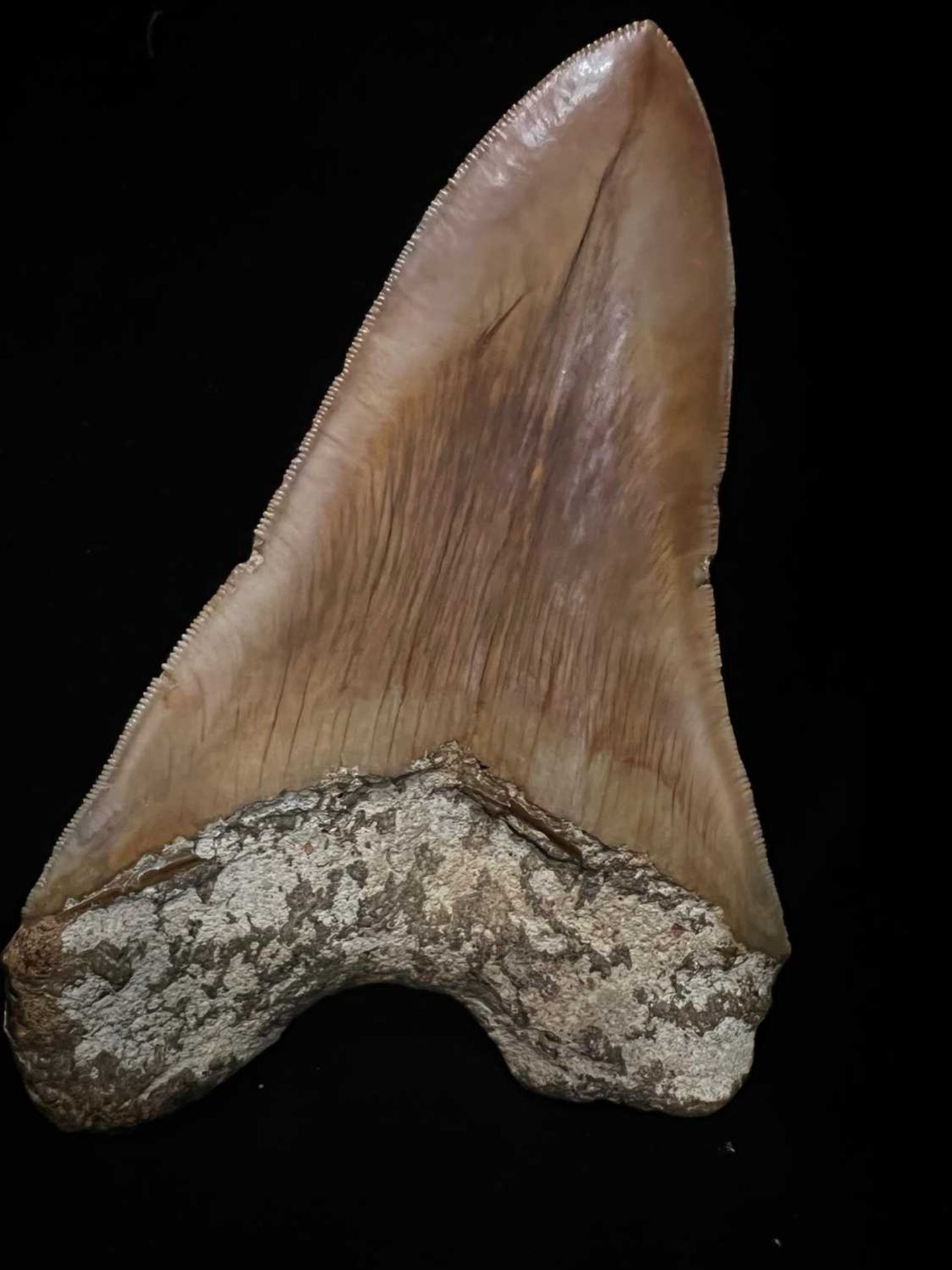 A LARGE MEGALODON SHARK TOOTH, 14.5CM LONG - Image 4 of 6