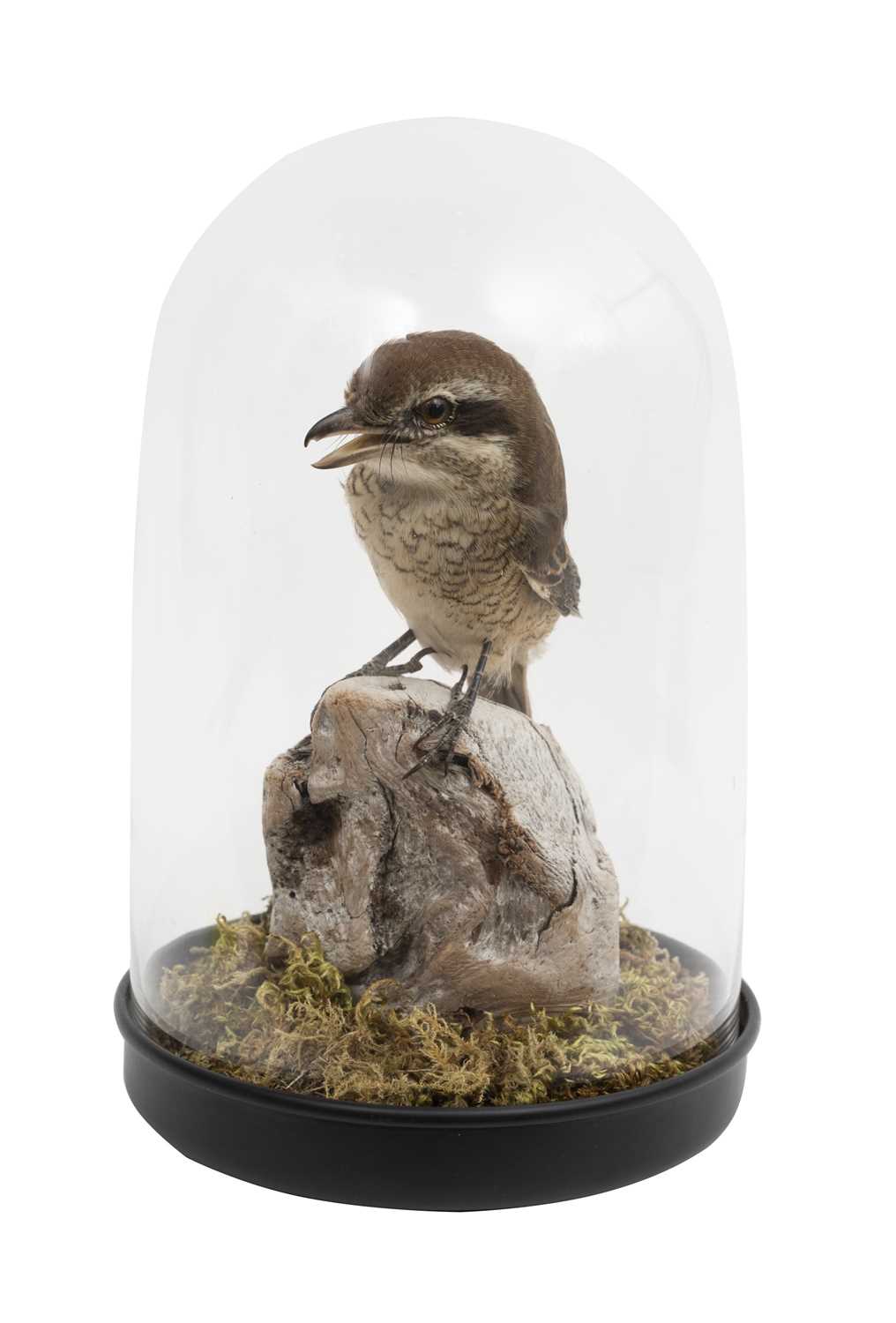 A TAXIDERMY BUTCHER BIRD IN GLASS DOME - Image 2 of 2