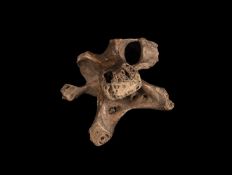 AN EXCEPTIONALLY RARE DODO BONE, MAURITIUS, BEFORE 1690