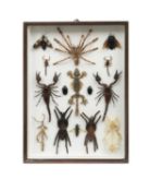 A DISPLAY OF ARACHNIDS, FLYING GECKO AND OTHER EXOTIC INSECTS