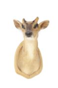 A TAXIDERMY MUNTJAC SHOULDER MOUNT (MUNTIACUS MUNTJAK)