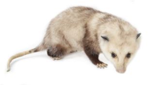 A TAXIDERMY STUDY OF A OPOSSUM (DIDELPHIDAE)