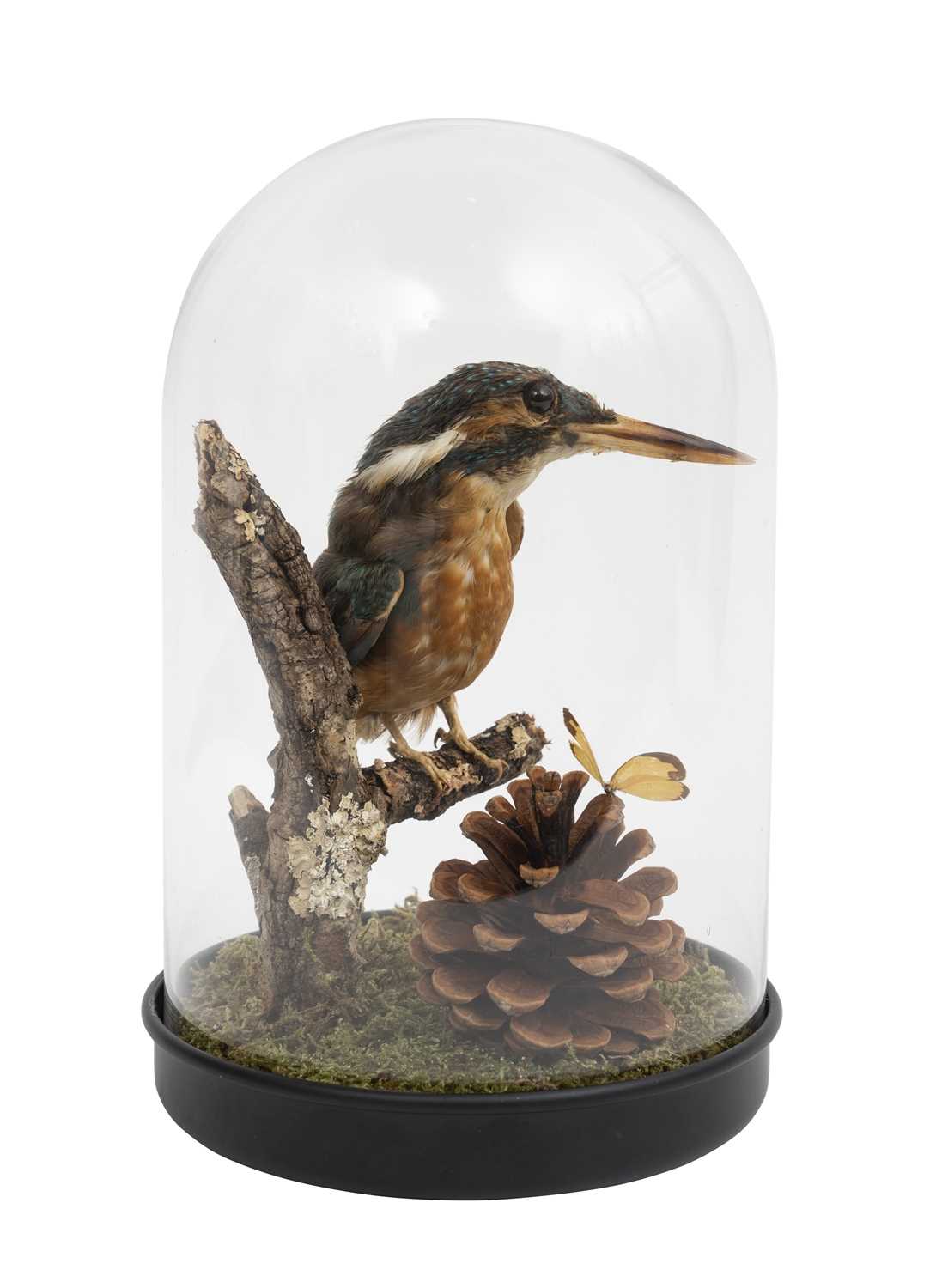 A TAXIDERMY KINGFISHER AND BUTTERFLY IN GLASS DOME - Image 2 of 2