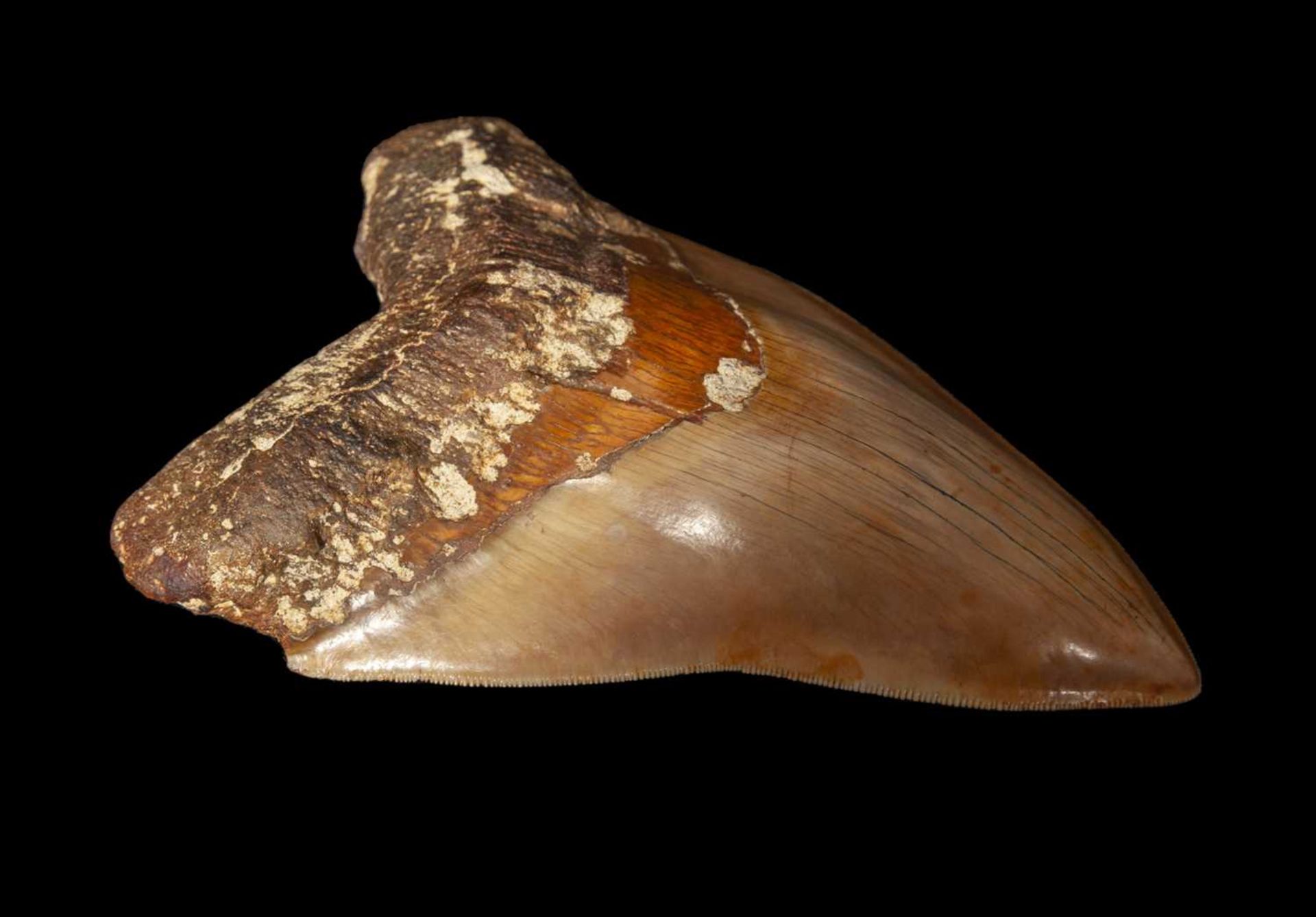 A LARGE FOSSILISED, EXTINCT MEGALODON SHARK TOOTH - Image 2 of 5