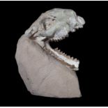 A FOSSILISED EXTINCT OREODONT SKULL, 30 MILLION YEARS OLD