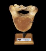 A FOSSILISED EXTINCT WOOLLY MAMMOTH VERTEBRE BONE, 100,000 YEARS OLD