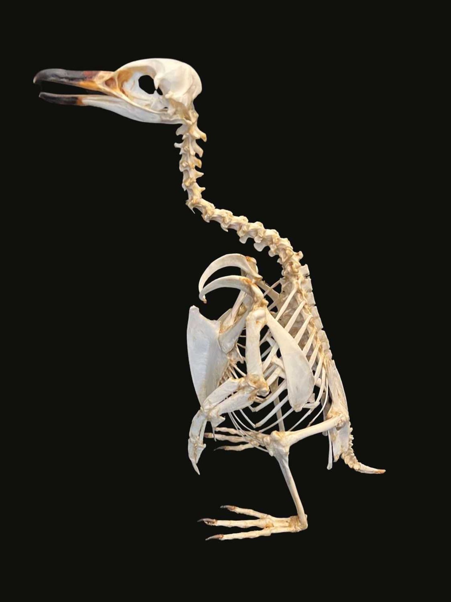 A TAXIDERMY / OSTEOLOGY PENGUIN SKELETON.