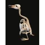 A TAXIDERMY / OSTEOLOGY PENGUIN SKELETON.