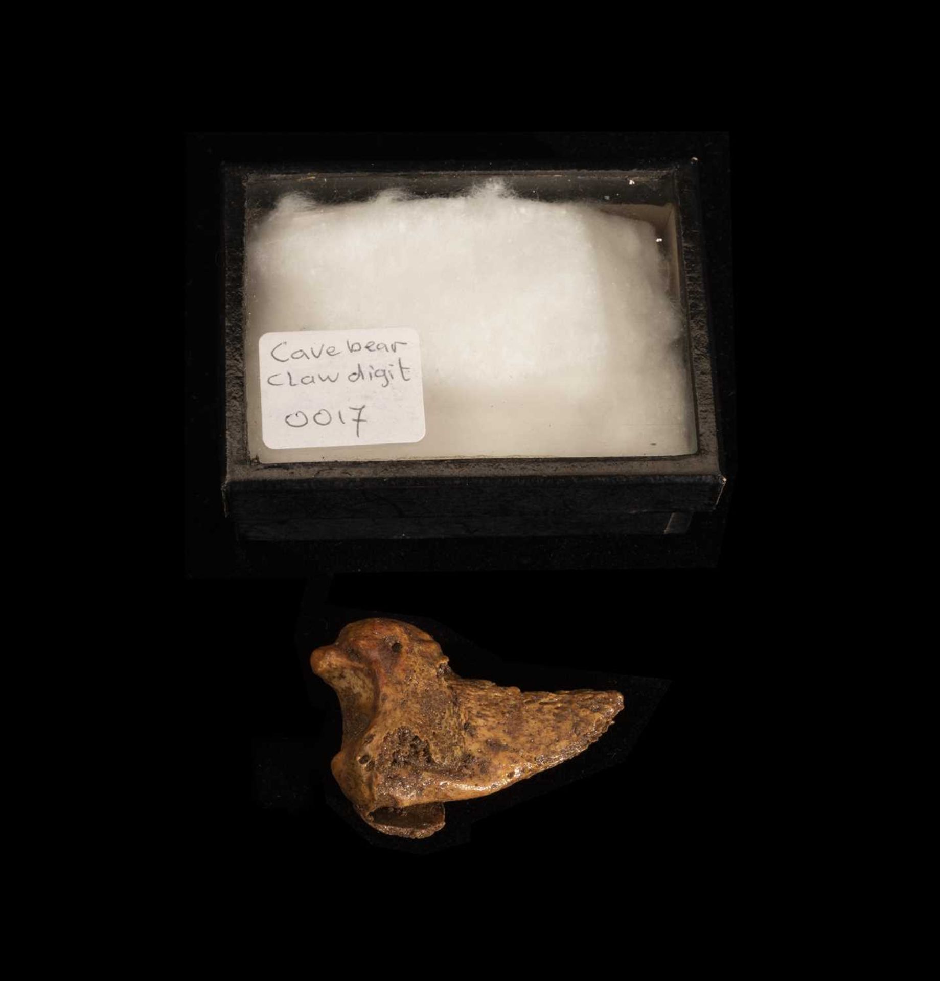 A FOSSILISED CLAW DIGIT FROM THE EXTINCT CAVE BEAR - Bild 2 aus 3