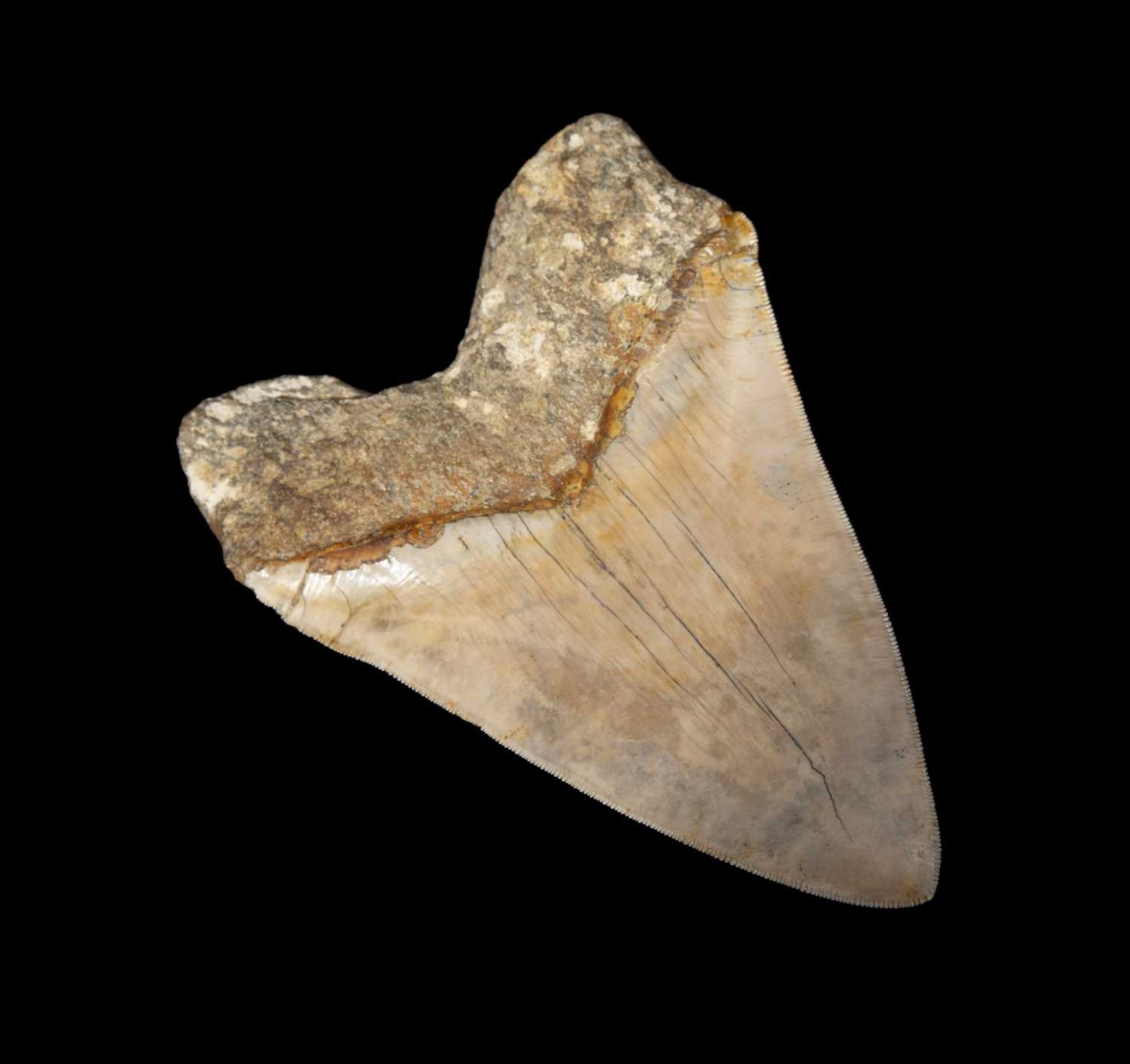 A LARGE MEGALODON SHARK TOOTH, 14.5CM LONG - Image 6 of 6