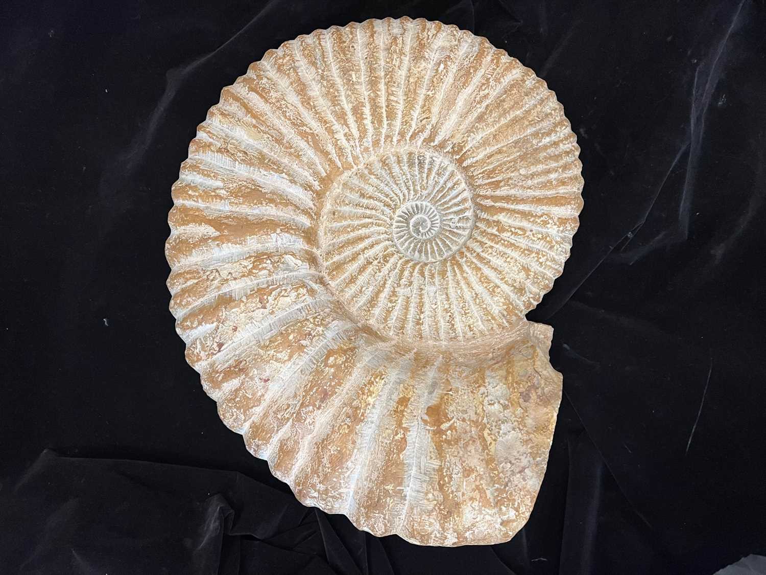 AN ACANTHOCERAS AMMONITE (ROUGH LIMESTONE), LOWER CRETACEOUS PERIOD - Image 5 of 5