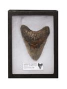 AN EXTINCT FOSSILISED MEGALODON SHARK TOOTH