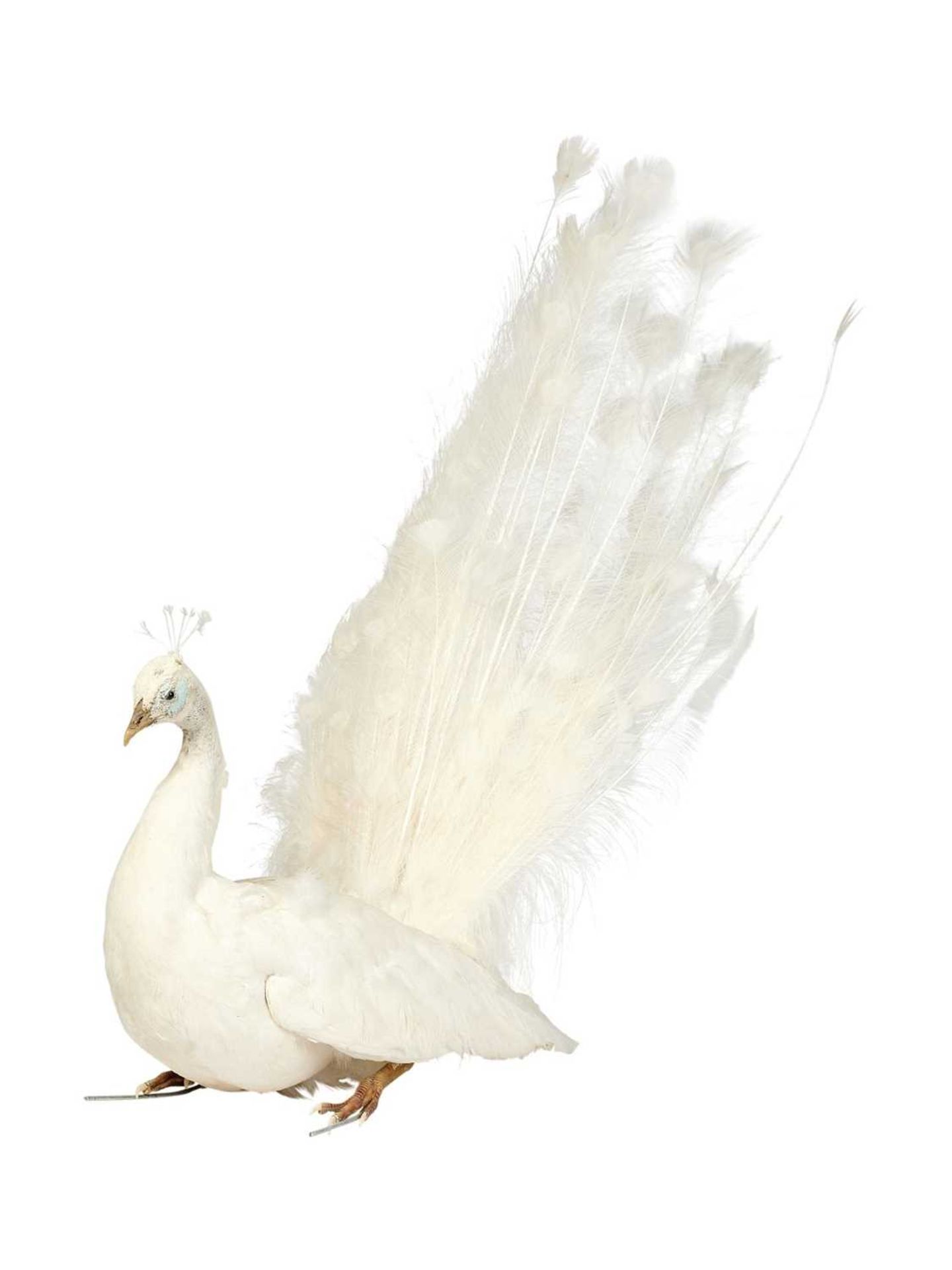 A TAXIDERMY SEATED WHITE PEACOCK (PAVO CRISTATUS)