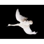 A TAXIDERMY TRUMPETER SWAN IN FLIGHT (CYGNUS BUCCINATOR)