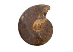 A POLISHED AMMONITE