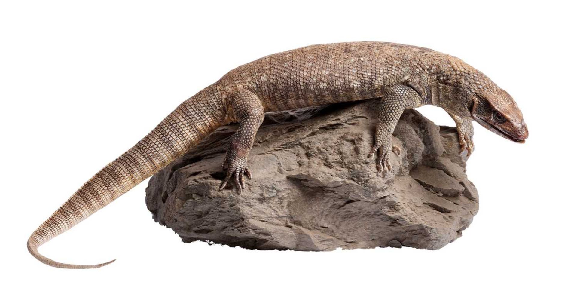 A TAXIDERMY STUDY OF A SAVANNAH MONITOR (VARANUS EXANTHEMATICUS) - Image 2 of 3