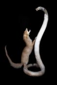 A TAXIDERMY BATTLING MONGOOSE AND COBRA SNAKE, EARLY 20TH CENTURY